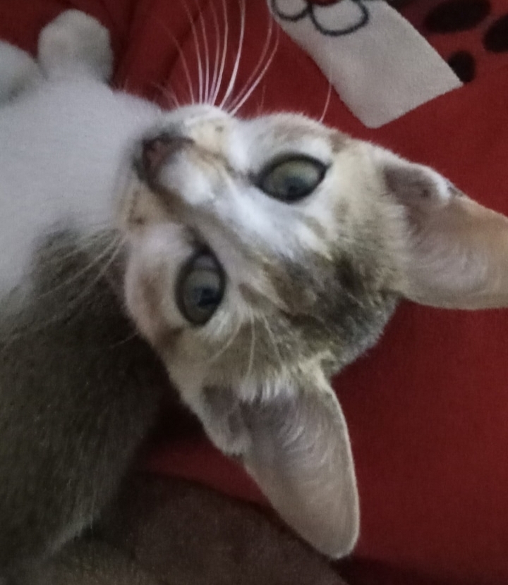 Cat 2